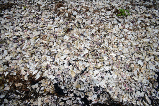 Oyster shells abandoned on the ground