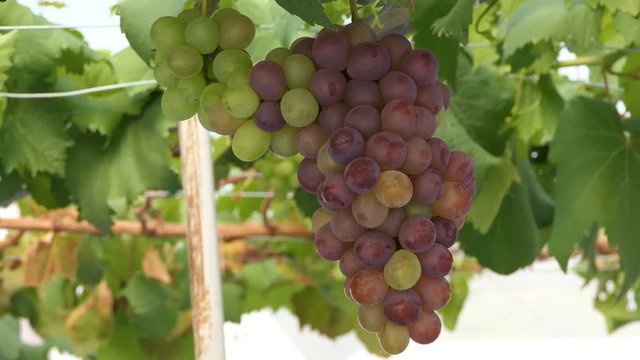 Bunches of Fresh Grapes Hanging from the vineyard