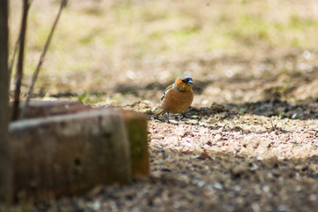 the Chaffinch walks the earth in spring