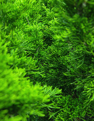 The green leaves of natural pine trees with natural color background