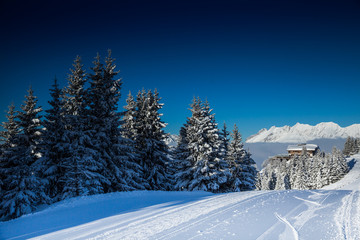 Beautiful view of mountains and snowy fir trees in wintertime.