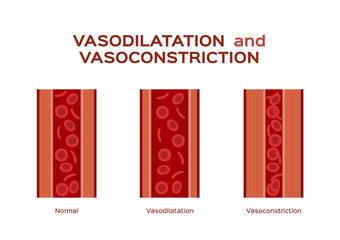 normal vasodilation and vasoconstriction blood vessel vector