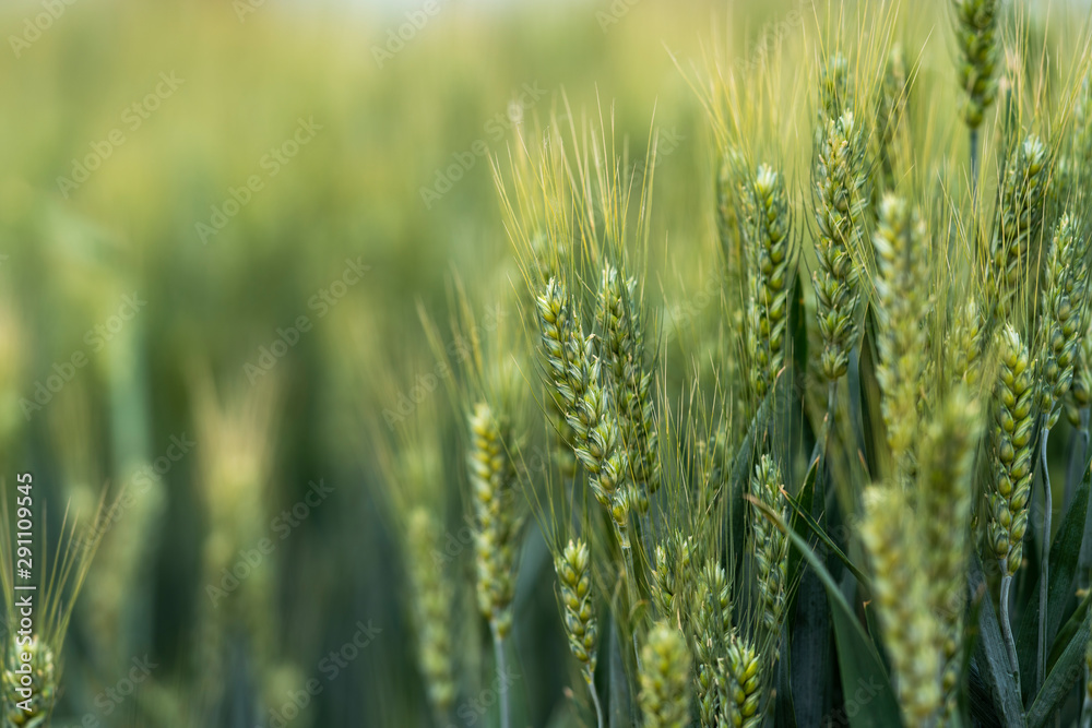 Wall mural field of wheat