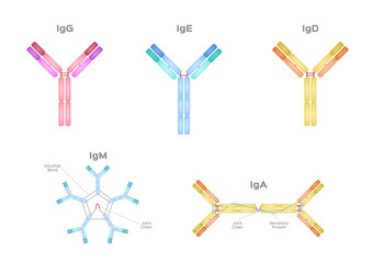 Types of Antibodies and immunoglobulin structure vector / infographic - obrazy, fototapety, plakaty