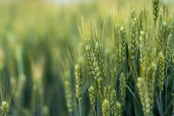 field of wheat © guoquan
