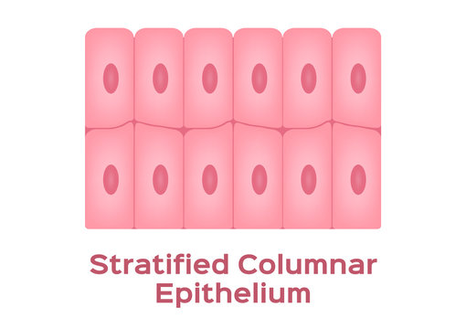 stratified columnar epithelium / Epithelial tissue