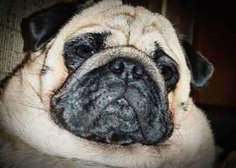 Close-up of a Pug's face