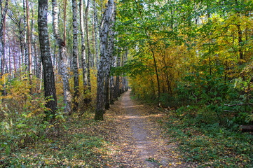 Fototapeta premium Autumn landscape forest suburban city Zaraysk