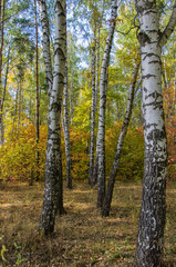 Autumn landscape forest suburban city Zaraysk