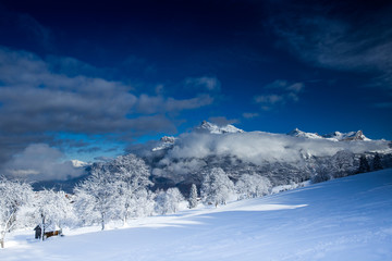 Obraz premium Beautiful view Mountains and Fir Trees in wintertime. 