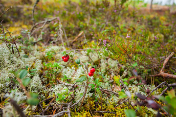 Lingonberry. Lingonberry bush with red berries. Fresh lingonberry in the swamp