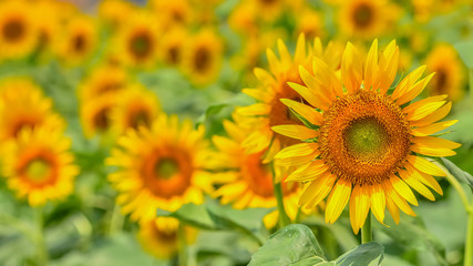ヒマワリの花　　Sunflower 