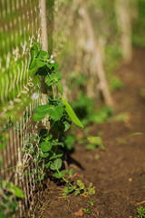 Peas. Sprouts of peas. Peas sprout in the garden. Young green peas.