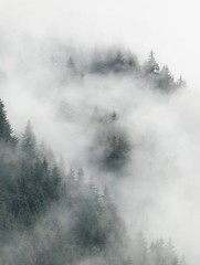 Misty forest after rainy day in summer 