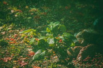 Rain is watering the flowers. Summer rain, raindrops falling on a plant
