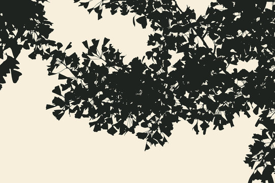 Silhouette Of Ginkgo Tree. Vector Illustration.