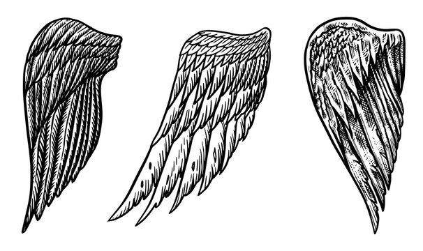Set of Angel wings in vintage style. Template for tattoo and emblems, t-shirts and logo. Emblem for stickers. Engraved sketch. Vector illustration.