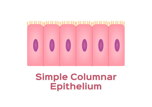 simple columnar epithelium / Epithelial tissue