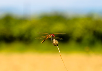 The DragonFly