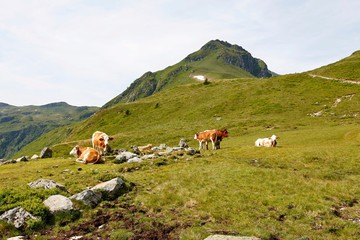 Fototapeta na wymiar Beautiful Alp scenery with cows and mountains in the background