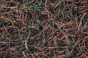 Needles from a pine. Pine needles on the ground. Photo background top view.