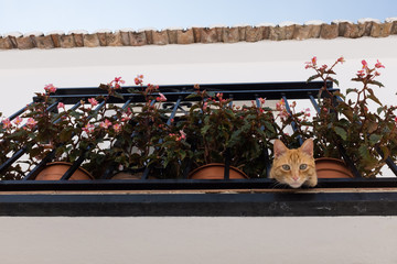 image of a cat peeking out on a balcony