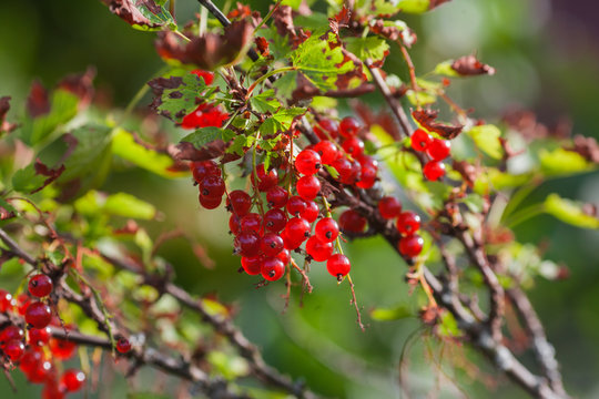 Red currants. Photo background with red currant berries in the garden