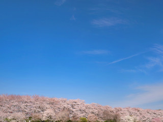 埼玉県　権現堂桜堤