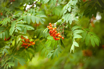 Rowan. Rowan berries do not branch. Beautiful ripe red rowan berries photo background with copy space.