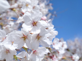 埼玉県　権現堂桜堤