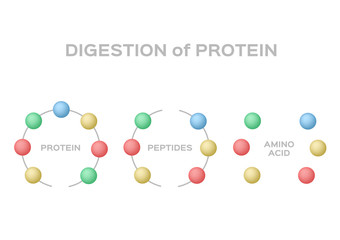 digestion of protein vector / protein peptide amino acid