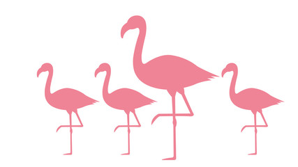 flamingo isolated on white background