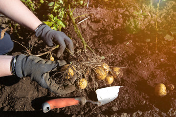 fresh organic potatoes in the field garden gardening