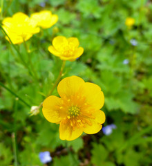 Close up of a Common Buttercup yellow flowers on green grass background. Ranunculus acris (meadow buttercup, tall buttercup, giant buttercup). Selective focus, blurred background. 