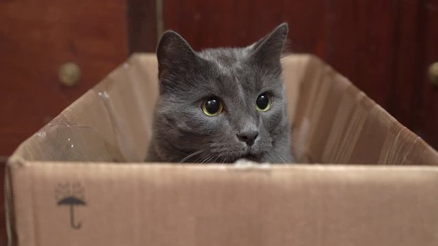 Gray cat excited during a game in cardboard box. Domestic cat dilates pupils and eyes wide open looks around.