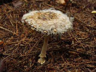 pictures with beautiful mushroom on the background of autumn forest
