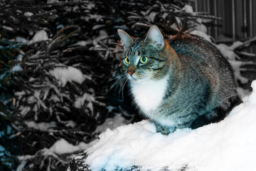 cat winter on snow at night. © Elena