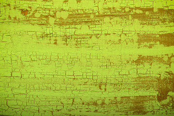 old tree blank background image