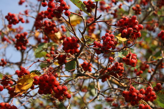 branch of a tree in autumn
