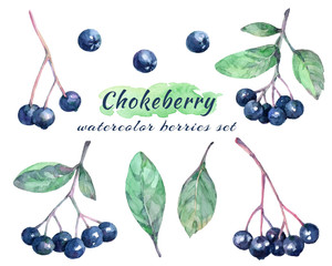 Watercolor set of chokeberries(aronia), leaves and branches. - 291113702