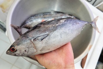 Hand Hodling Fresh Spotted Tuna Fish on Bowl