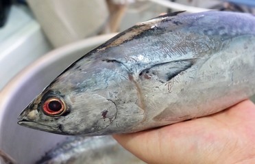 Hand Hodling Fresh Spotted Tuna Fish on Bowl