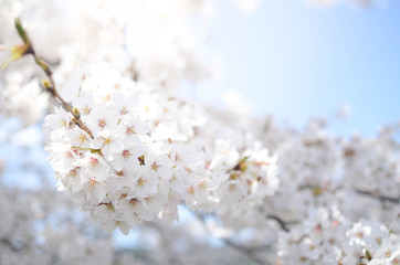 Many of Cherry blossom flower or Sakura or Plum flower on the tree in spring daytime in north of Japan, Sendai-Fukushima area with sunshines