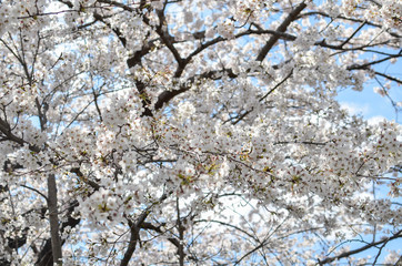 Many of Cherry blossom flower or Sakura or Plum flower on the tree in spring daytime in north of Japan, Sendai-Fukushima area with sunshines