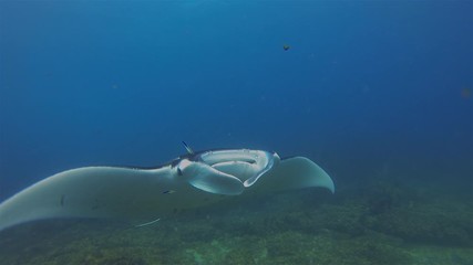 Graceful Manta Ray Swimming On Cleaning Station. Big Ray & Blue Yellow Fish Feeding Off Parasites From Manta Ray Mouth On Sunlit Coral Reef In Blue Sea Water. Pelagic Filter Feeder Marine Life Shot