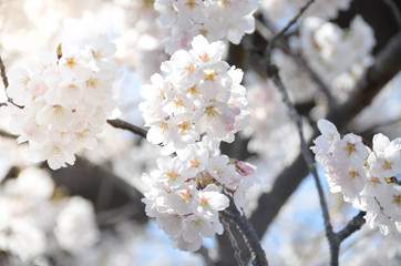 Many of Cherry blossom flower or Sakura or Plum flower on the tree in spring daytime in north of Japan, Sendai-Fukushima area with sunshines