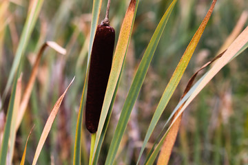 Fluffy reed of Typha Bulrush movement under the wind in autumn light, countryside swampy meadow. © PhoenixNeon