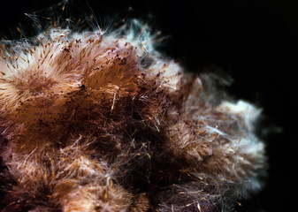 Fluffy reed of Typha Bulrush movement under the wind in autumn light, countryside swampy meadow. © PhoenixNeon