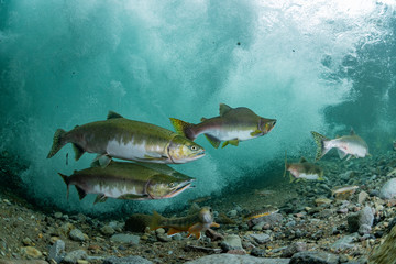 Fototapeta premium School of Karafuto Trout