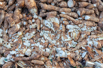 Cassava is the main commodity in a village in Thailand.